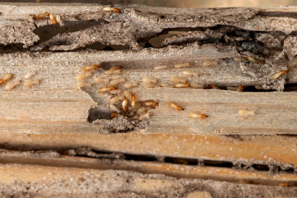 Best Flea Control Services  in Hauser, ID