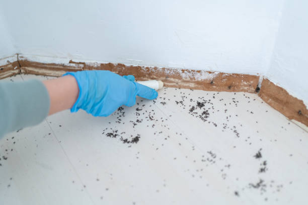 Best Bed Bug Extermination  in Hauser, ID